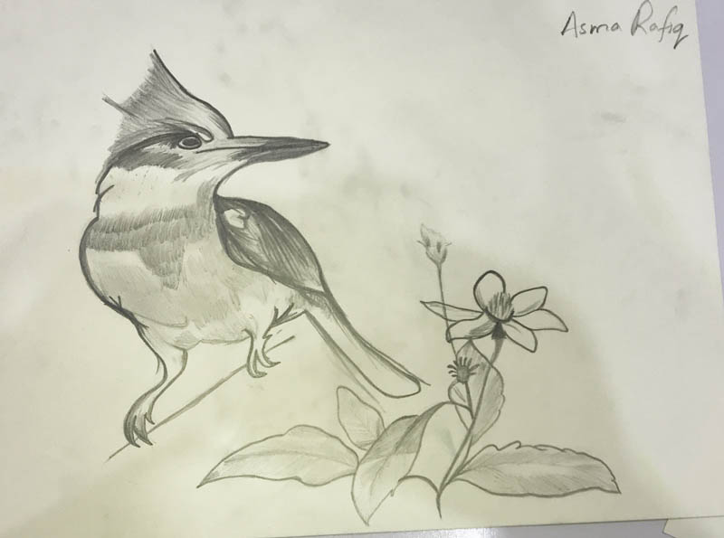 Sketch