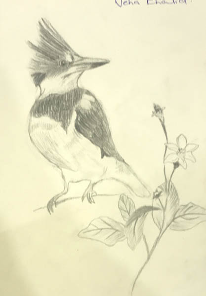 Sketch